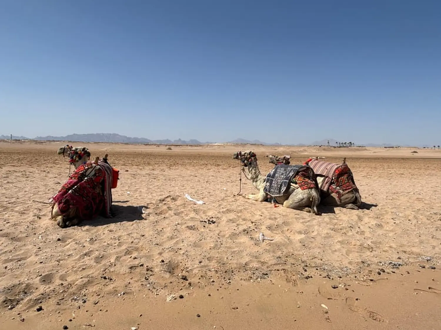 Kamelreiten von Cavalluna Stable Hurghada